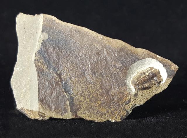 Ellipsocephalus hoffi (SCHLOTHEIM 1823) - Bild © FossNet FossilienStore